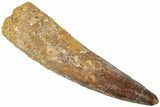 Fossil Spinosaurus Tooth - Real Dinosaur Tooth #311800-1